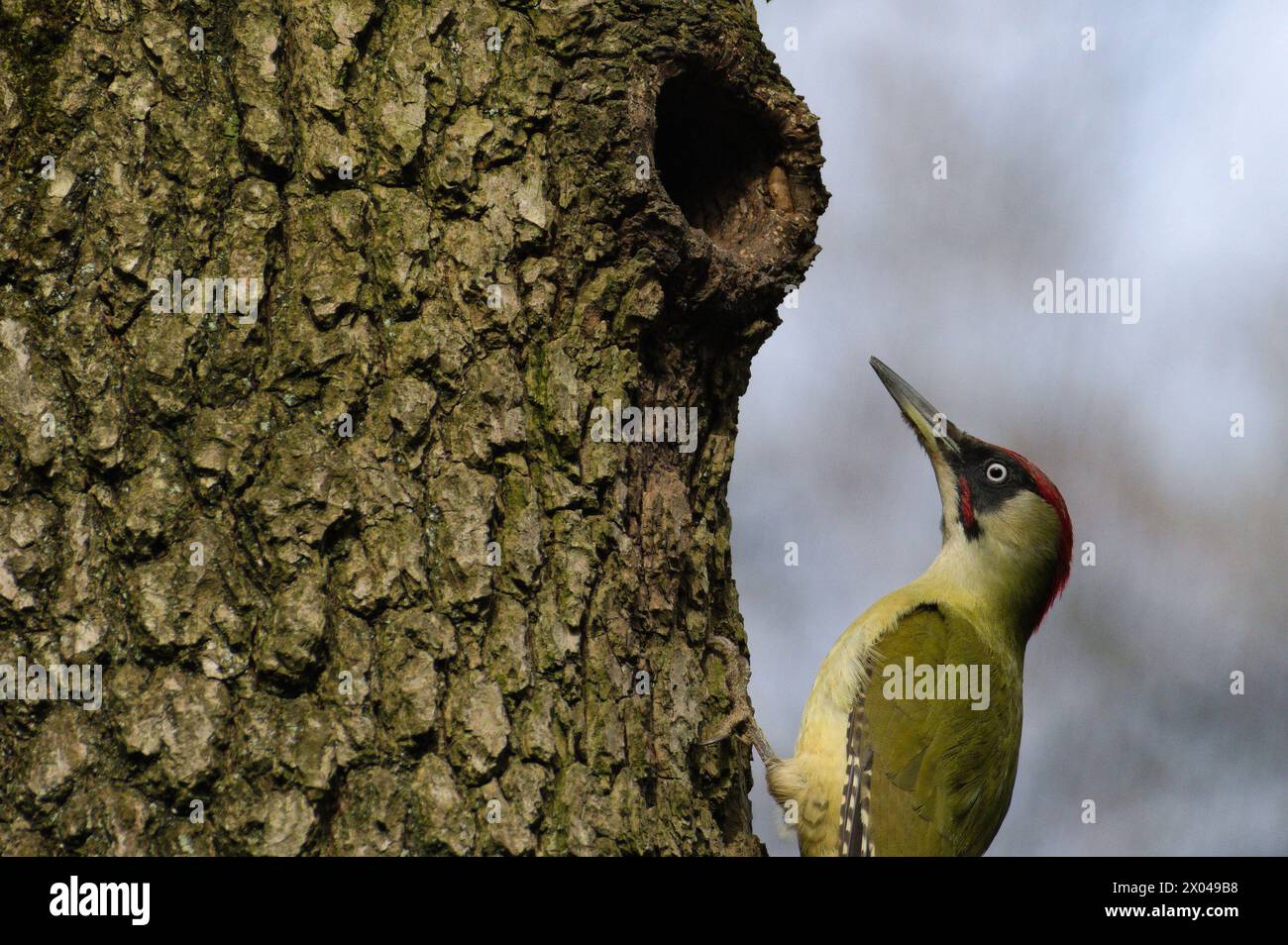 Der Vogel Picus viridis, auch bekannt als europäischer grüner Spechte, klettert auf den Baum. Stockfoto