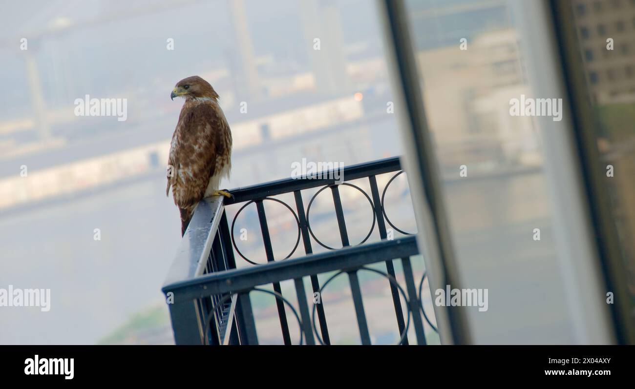 Unreifer Rotschwanzfalke auf Balkon (Buteo jamaicensis) Savannah, Georgia Stockfoto