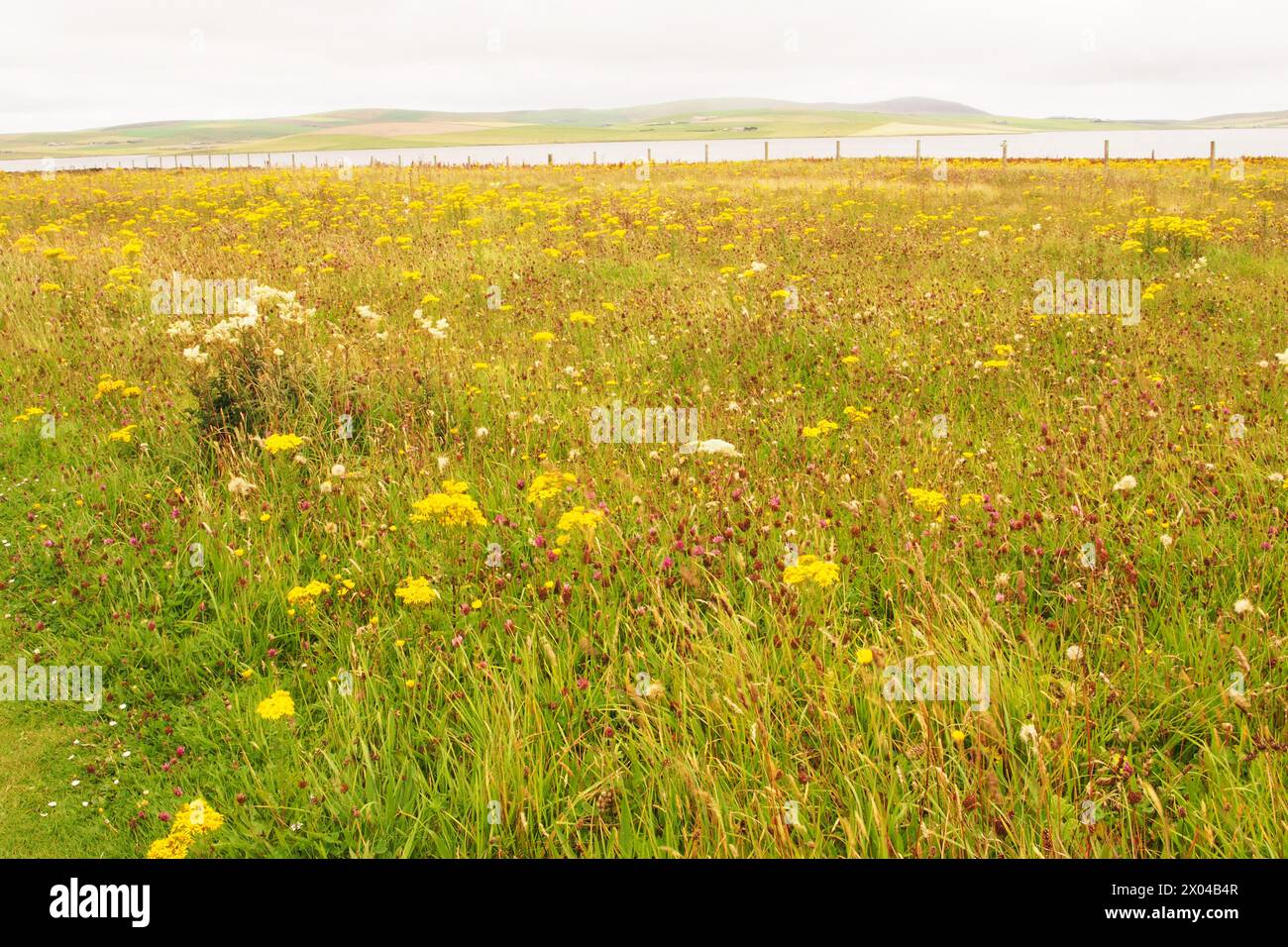 Wilde Blumenwiesen auf dem Festland Orkney im Sommer, mit dem Meer in der Ferne Stockfoto