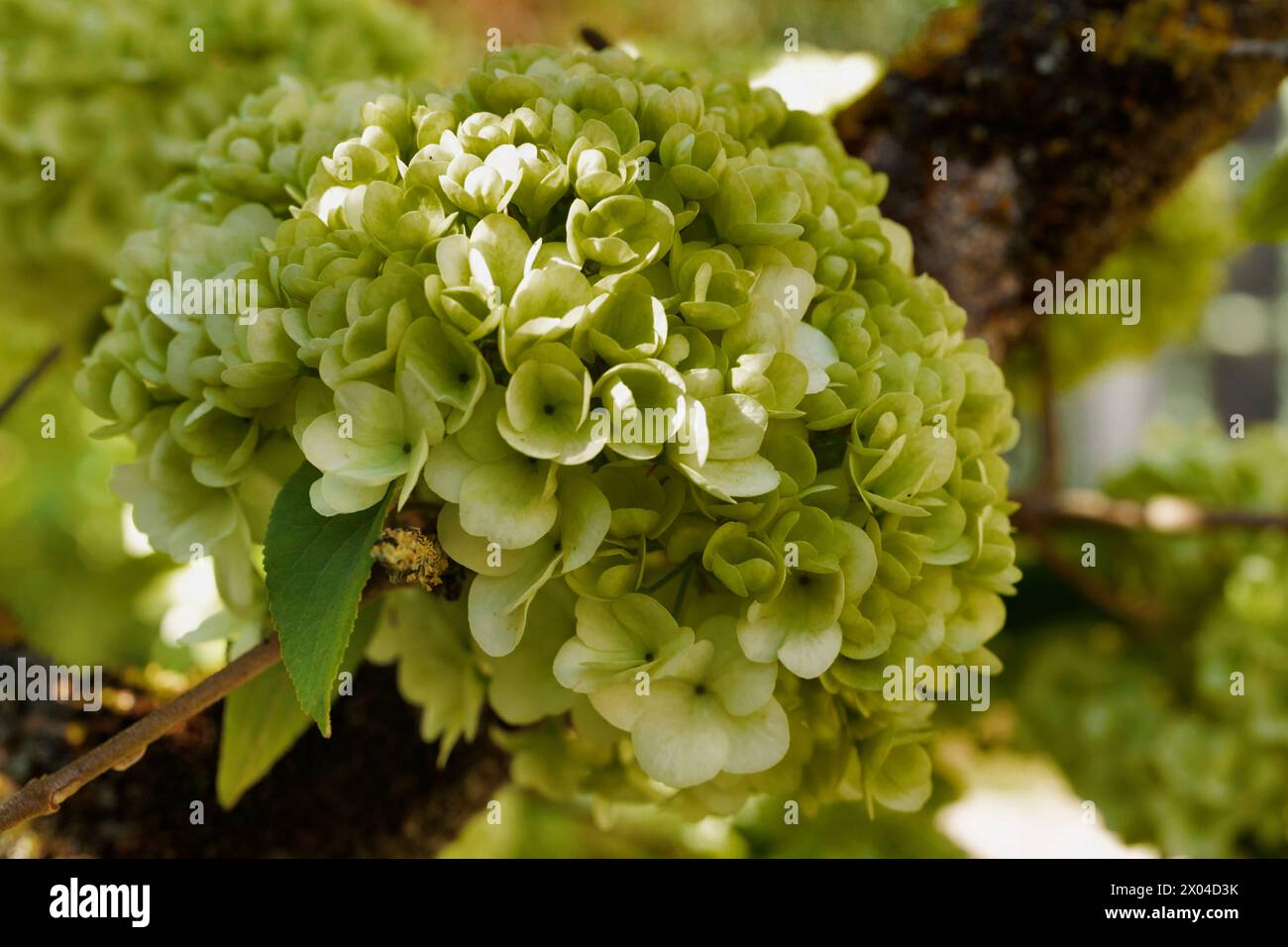 Blühende Pflanze aus der Familie der Adoxaceae, die in China heimisch ist, genannt chinesischer Schneeball, immergrüner Sträucher Stockfoto