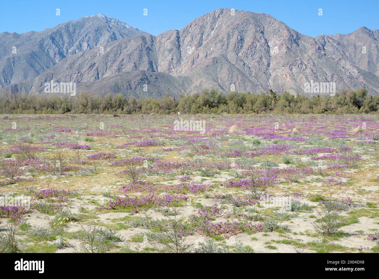 Wilde Blumen im Anza-Borrego State Park Stockfoto