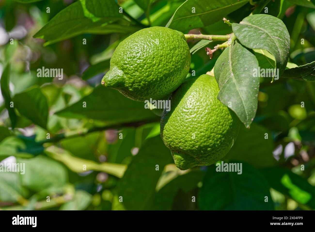 Nahaufnahme der unreifen grünen Zitrone, die am sonnigen Tag auf dem Baum wächst Stockfoto