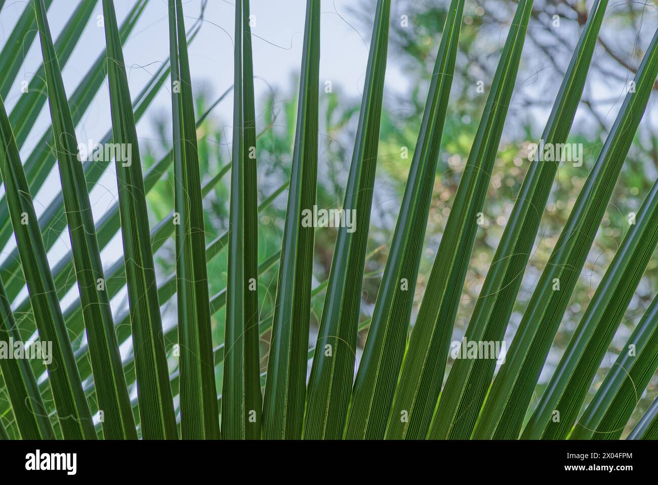 Nahaufnahme eines einzelnen Washingtonia-Palmblattes als Hinterkopf Stockfoto