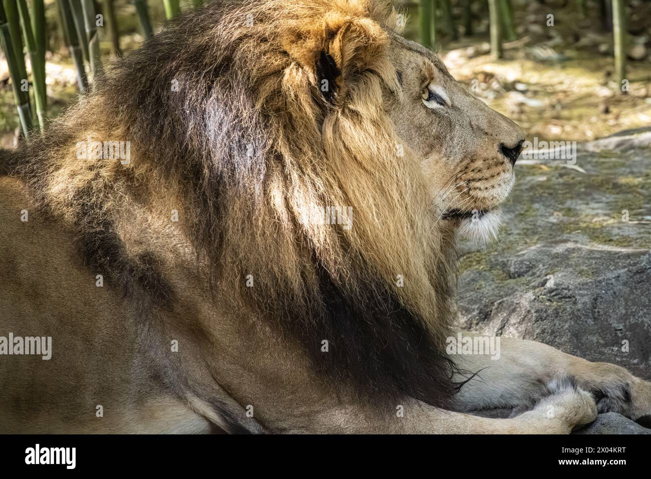 Erwachsener männlicher Löwe (Panthera leo) im Birmingham Zoo in Birmingham, Alabama. (USA) Stockfoto