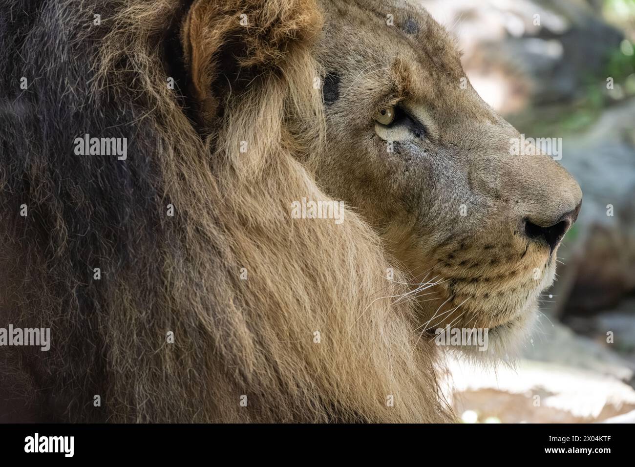 Erwachsener männlicher Löwe (Panthera leo) im Birmingham Zoo in Birmingham, Alabama. (USA) Stockfoto