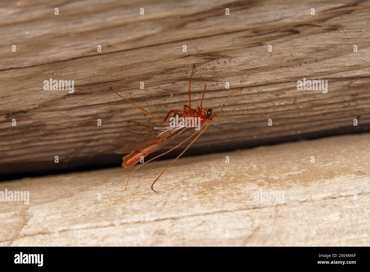 Ophion scutellaris Familie Ichneumonidae Gattung Ophion Parasitoidenwespe wilde Natur Insekten Fototapete Stockfoto