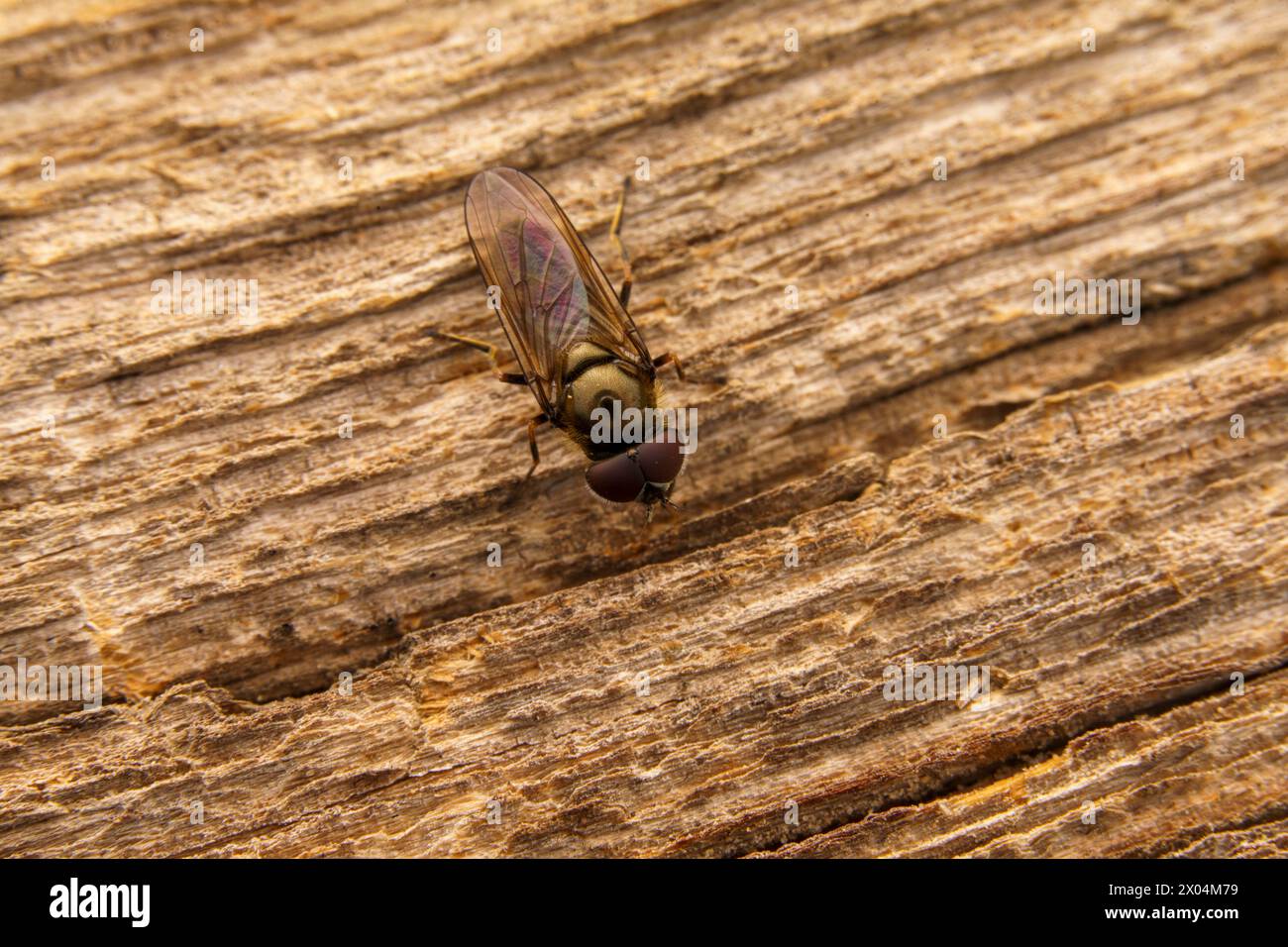 Gattung Cheilosia Familie Syrphidae Blacklets schweben fliegen wilde Natur Insekten Tapeten, Bild, Fotografie Stockfoto