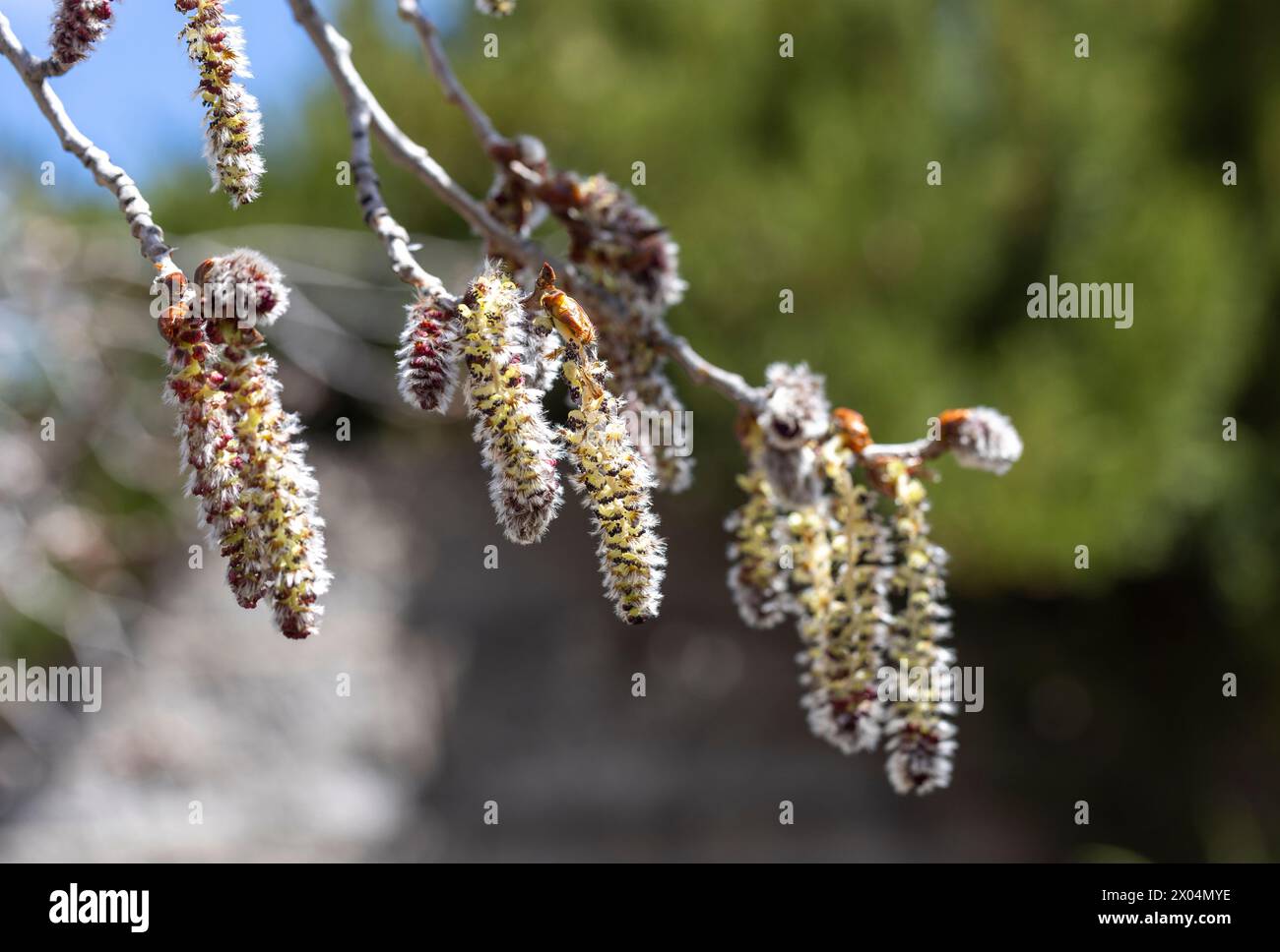 Blütenschoten blühen auf einem bebenden Aspenbaum in Prescott, Arizona Stockfoto