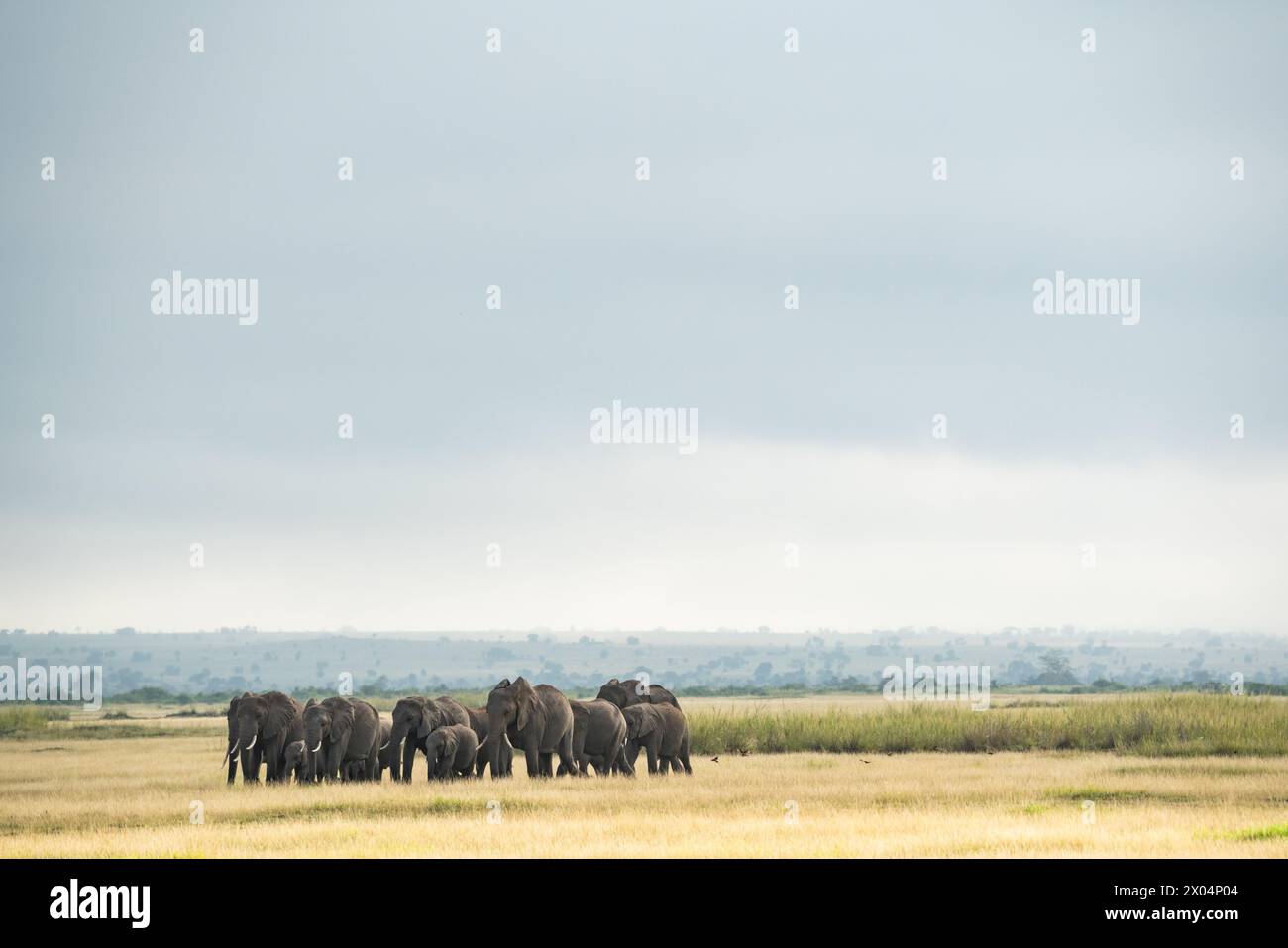 Die wunderbaren Elefanten von Masai Mara in Kenia Afrika Stockfoto