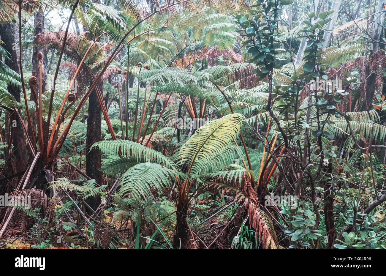 Tropische Pflanzen im hawaiianischen Dschungel Stockfoto