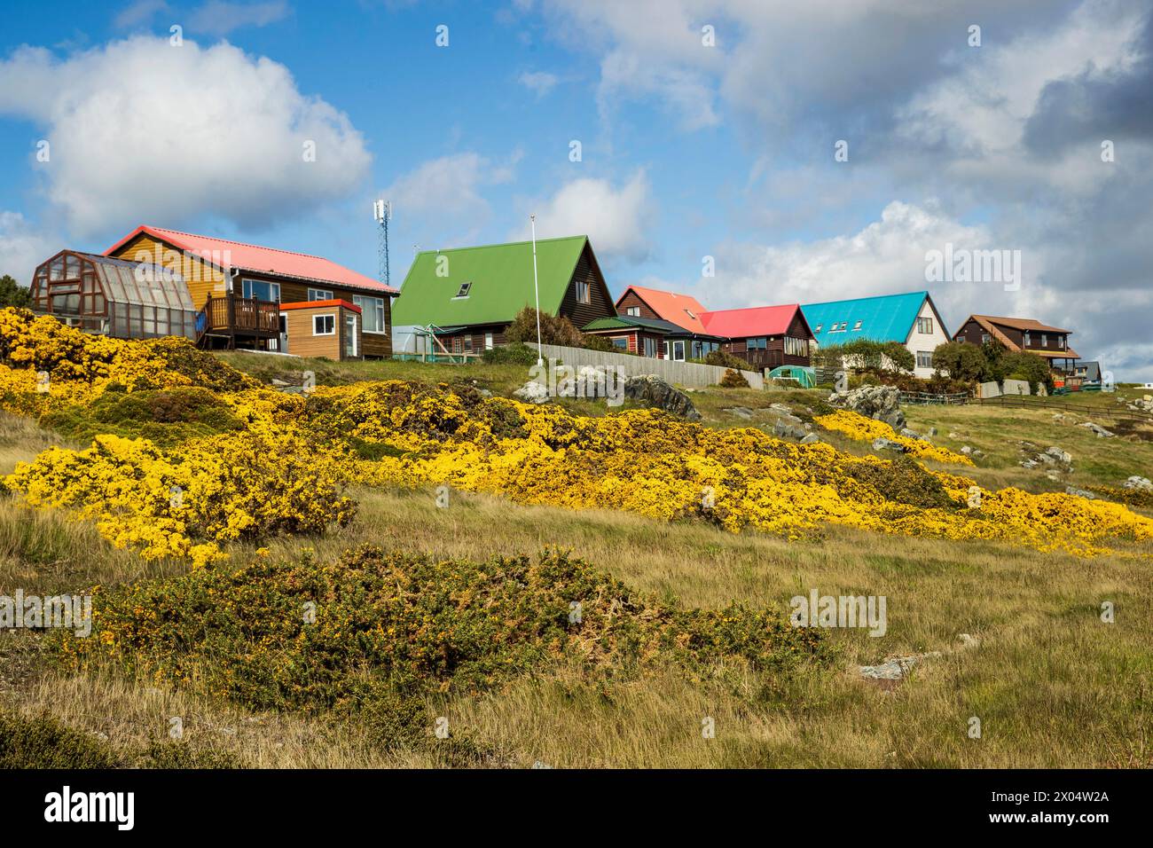 Häuser mit hellgelben Heidekrautbüschen im Vordergrund auf Stanley, Falklandinseln, Samstag, 02. Dezember 2023. Foto: David Rowland / One-Image.com Stockfoto