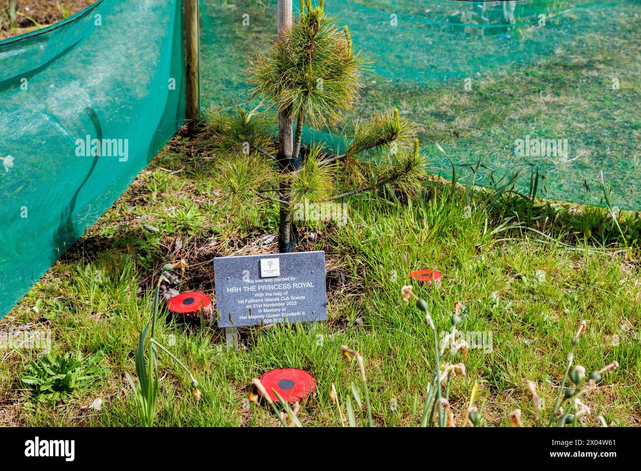 Erinnerungsbaum umgeben von Mohnblumen in Memorial Wood, 1982, Stanley, Falkland Islands, Samstag, Dezember 2023. Foto: David Rowland Stockfoto