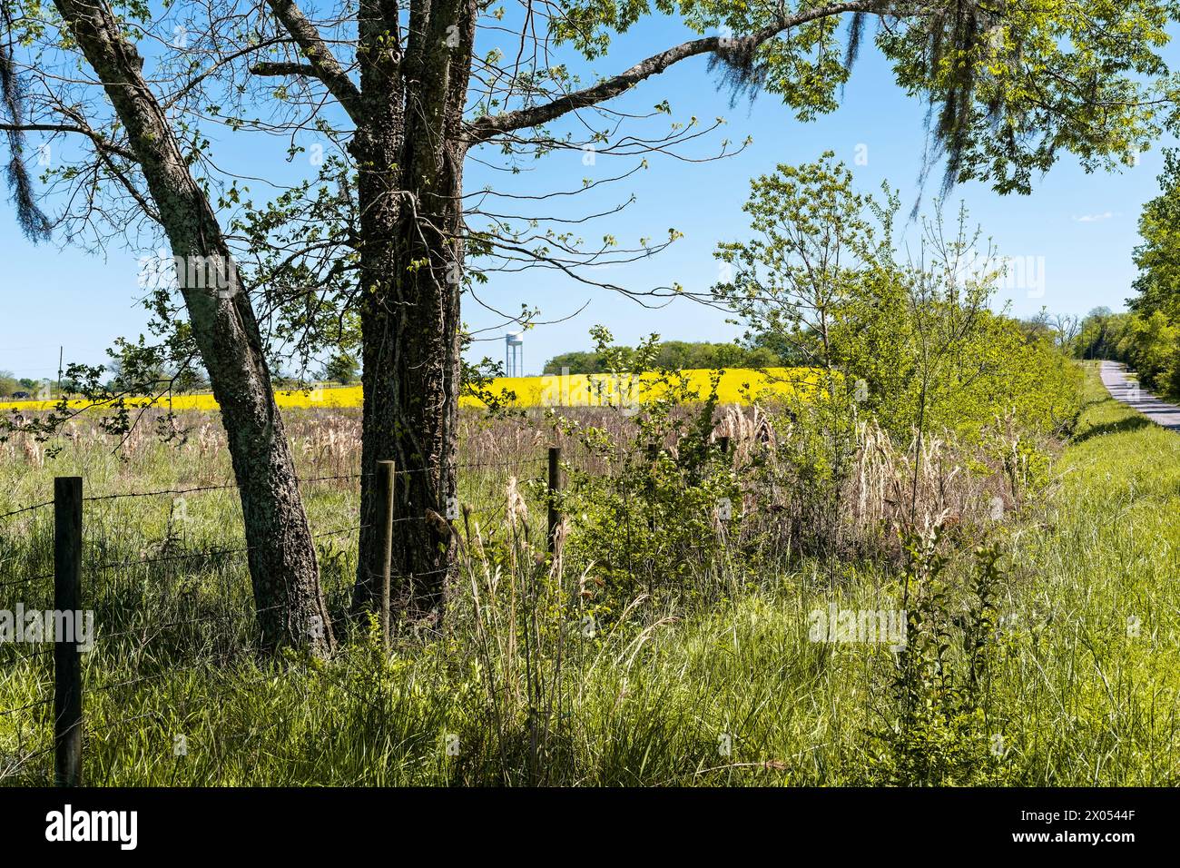 Frühe Frühlings- oder Sommerlandschaft mit Stacheldrahtzaun und gelben Wildblumen auf einem Feld in der Ferne im ländlichen Alabama, USA. Stockfoto