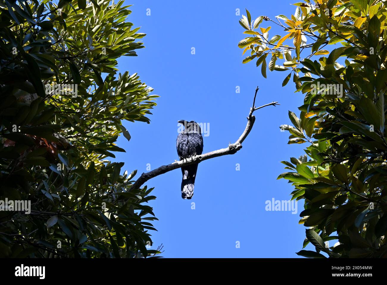 Großschnabelkrähe oder Dschungelkrähe (Hashibuto Karasu) auf einer Zweigstelle im Yoyogi-Park – Yoyogikamizonocho, Shibuya City, Tokio, Japan – 01. März 2024 Stockfoto