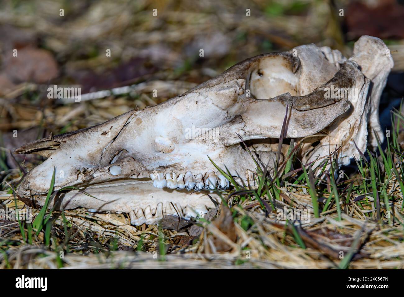Ein alter, verblichener Tierschädel, der auf dem Boden liegt. Die untere Backe fehlt. Stockfoto