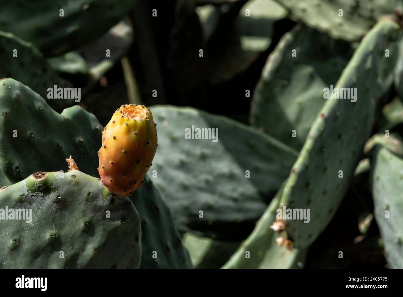 Opuntia oder Feigenkaktus Stockfoto