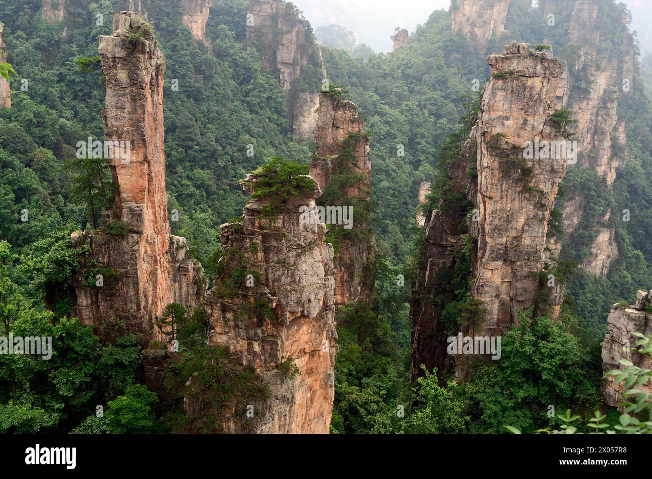 Sandsteinsäulen erheben sich über den üppigen Wald des Zhangjiajie National Forest Park in Wulingyuan Scenic Area, China. Stockfoto