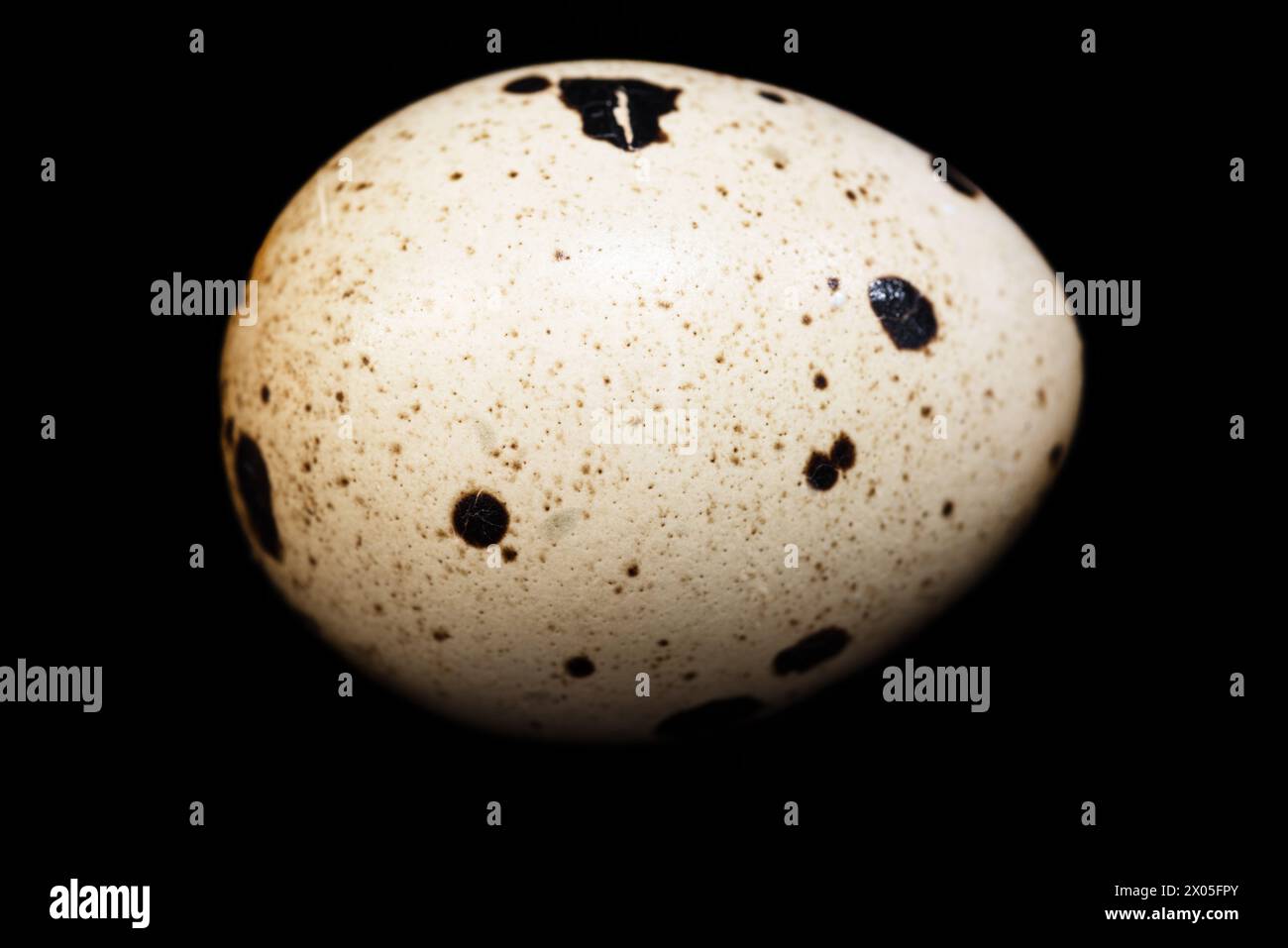 Nahaufnahme eines Wachteleis auf schwarzem Hintergrund Stockfoto