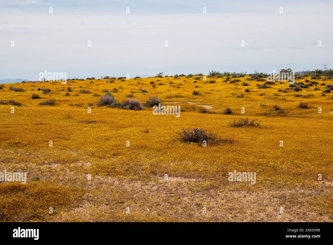 Kramer Junction ist eine Raststätte an der U.S. 395 in der kalifornischen Mojave-Wüste mit Antiquitätenläden und Wildblumensuperblüten. Stockfoto
