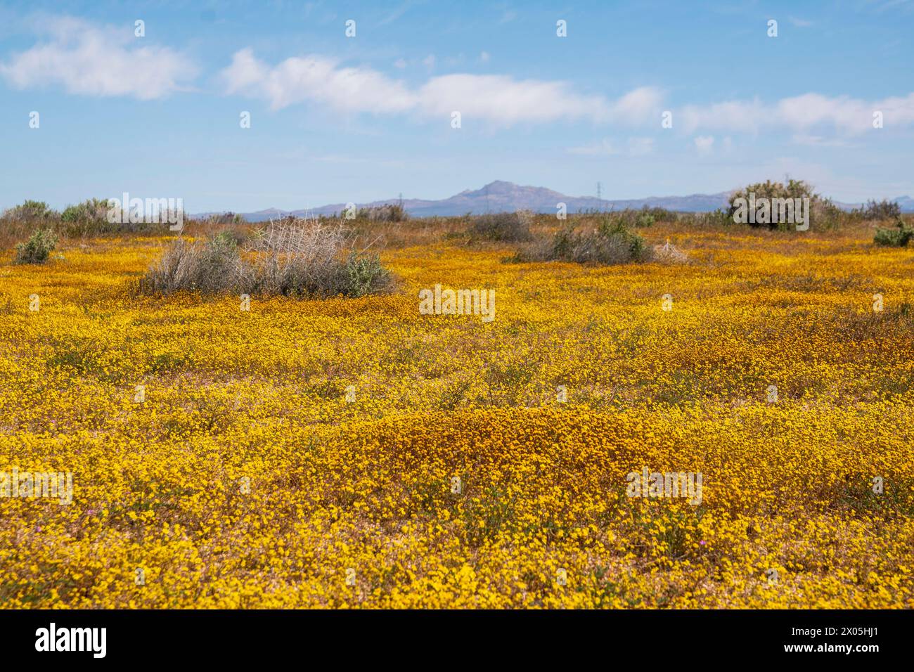 Kramer Junction ist eine Raststätte an der U.S. 395 in der kalifornischen Mojave-Wüste mit Antiquitätenläden und Wildblumensuperblüten. Stockfoto