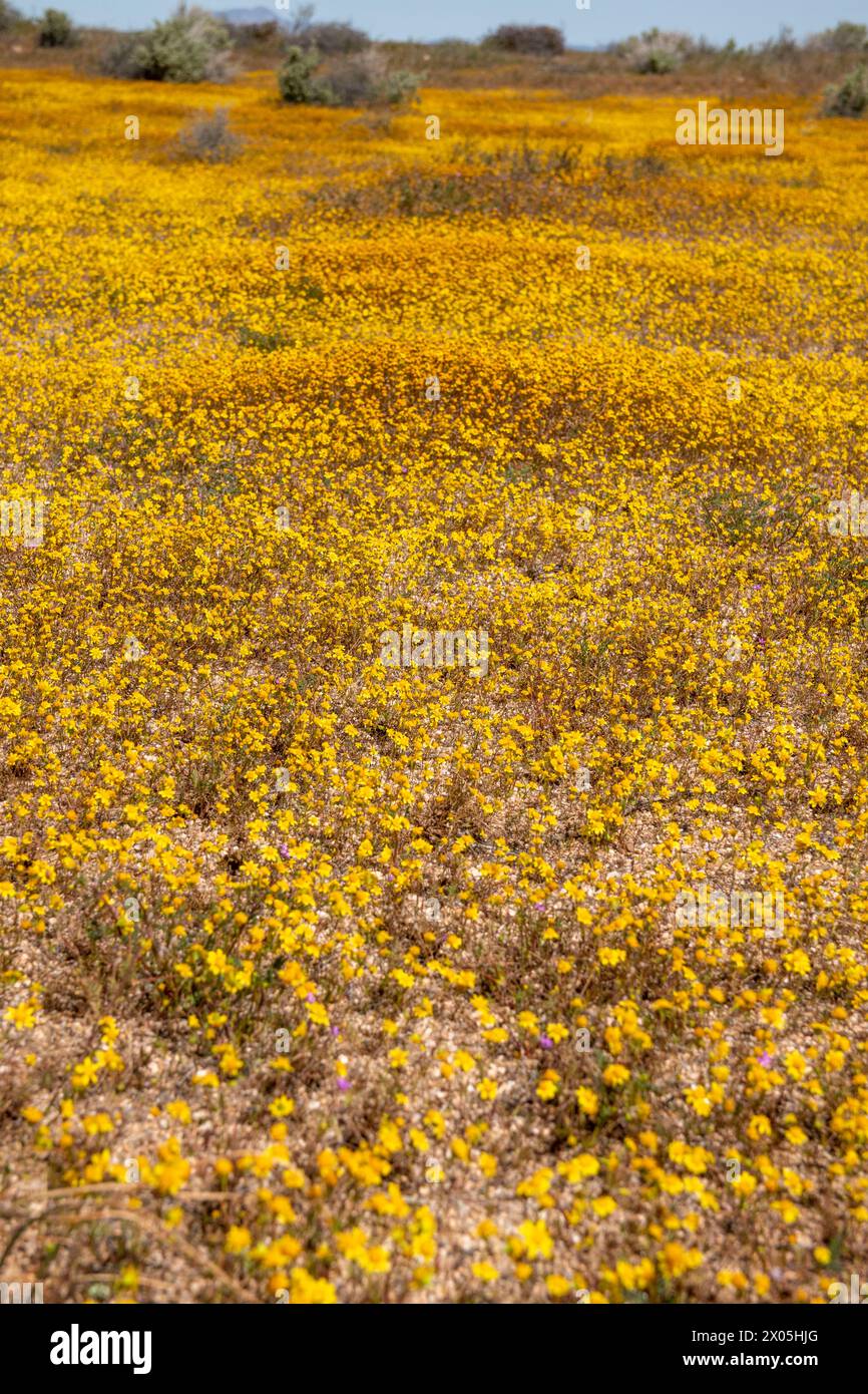 Kramer Junction ist eine Raststätte an der U.S. 395 in der kalifornischen Mojave-Wüste mit Antiquitätenläden und Wildblumensuperblüten. Stockfoto