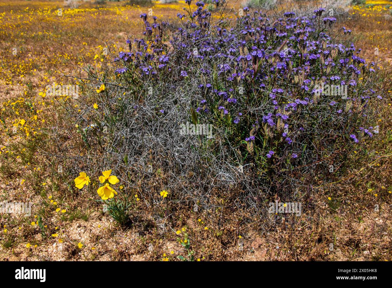 Kramer Junction ist eine Raststätte an der U.S. 395 in der kalifornischen Mojave-Wüste mit Antiquitätenläden und Wildblumensuperblüten. Stockfoto