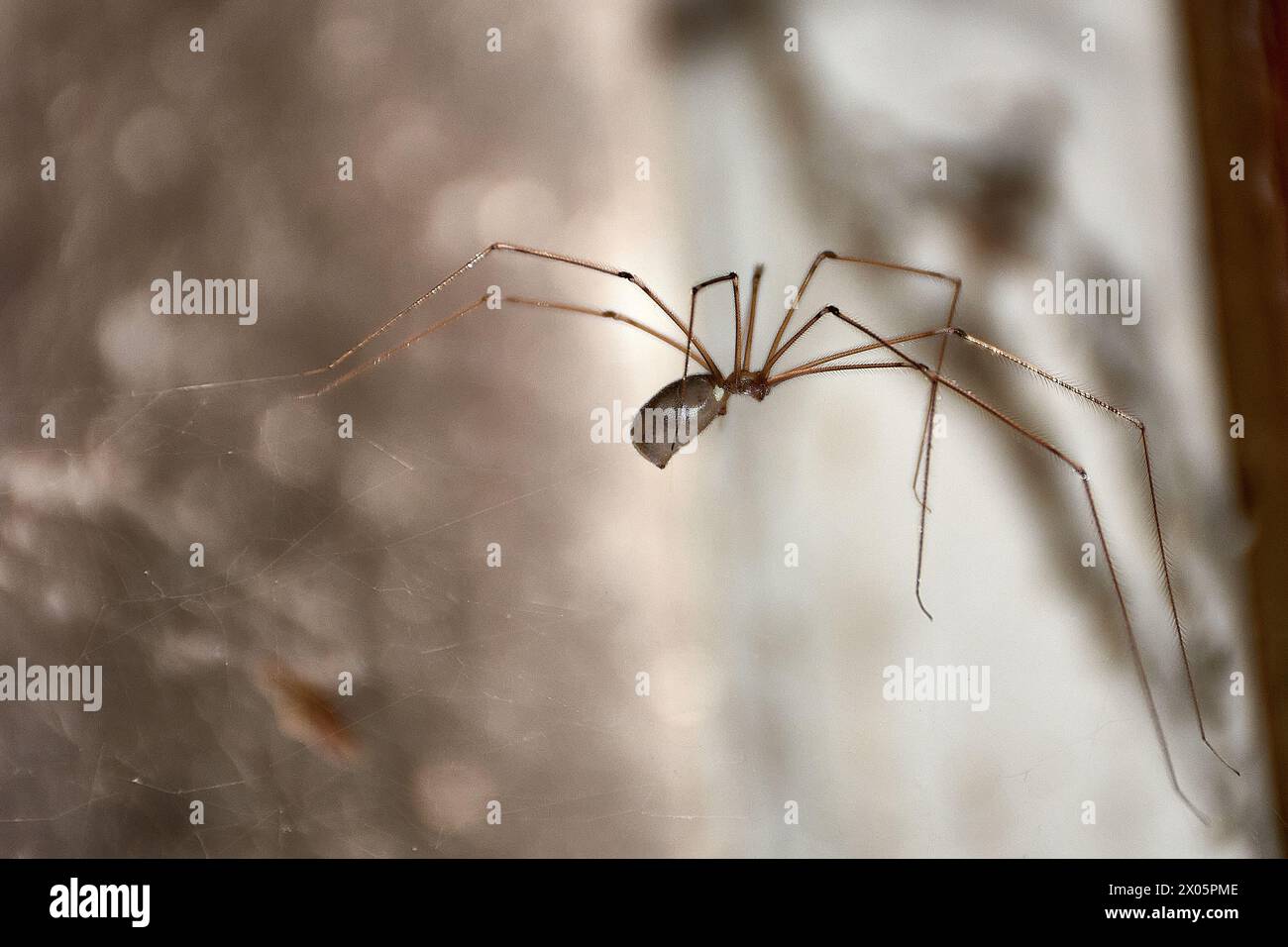Die langbeinige Spinne lebt in Häusern, in gemäßigten und trockenen Gebieten, an Decken und in Ecken. Es ist ein großer Jäger von anderen Spinnen, Insekten, Moscheen Stockfoto