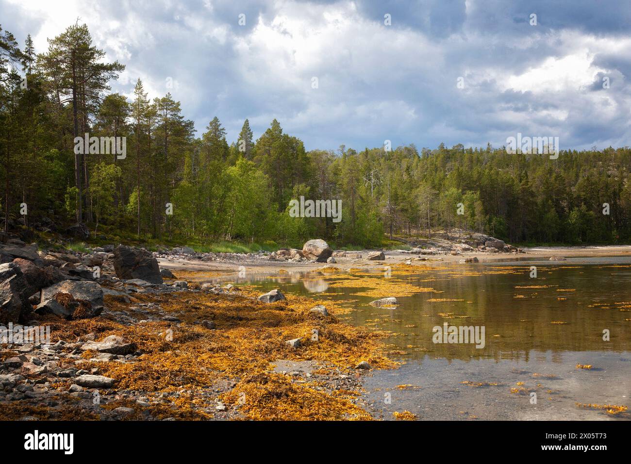 Littoral des Weißen Meeres bei Ebbe im Sommer Stockfoto