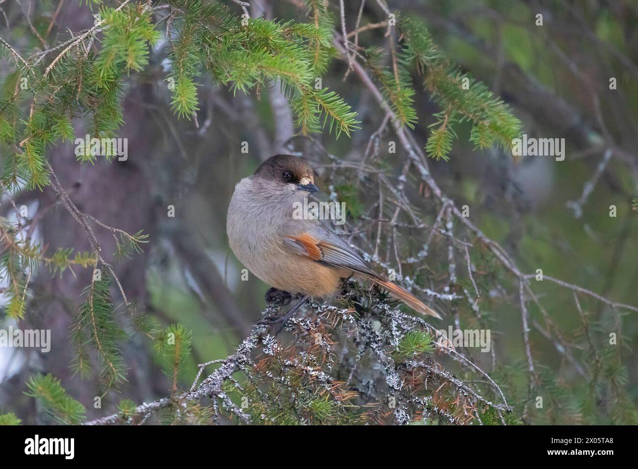Sibirischer jay sitzt auf einem Kiefernzweig Stockfoto