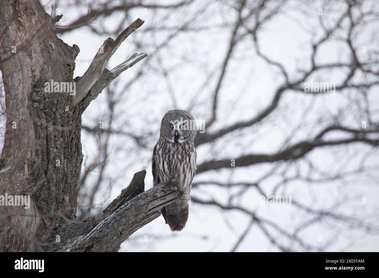 Große graue Eule sitzt nahe auf einem Baumzweig Stockfoto