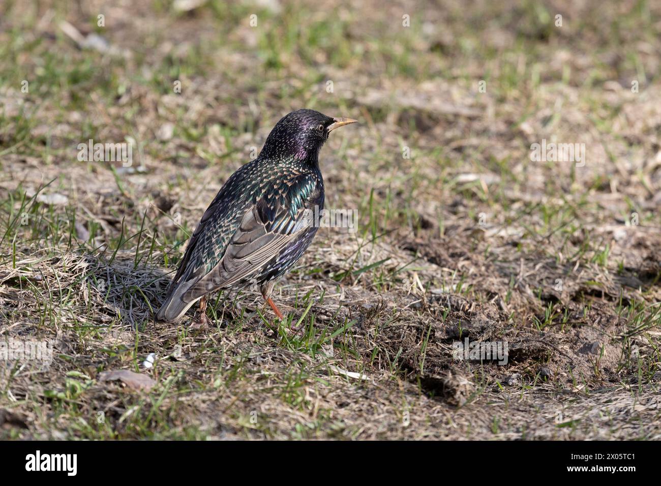 Starling sitzt im Frühjahr auf dem Boden Stockfoto