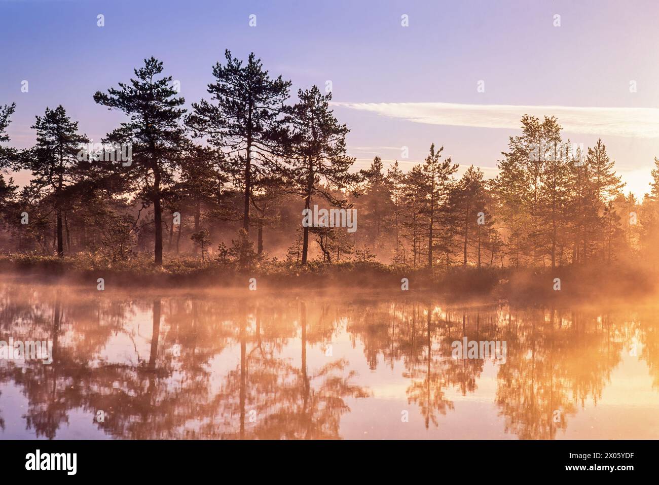 Wunderschöner Sonnenaufgang mit Nebel an einem Waldsee auf einem Moor Stockfoto