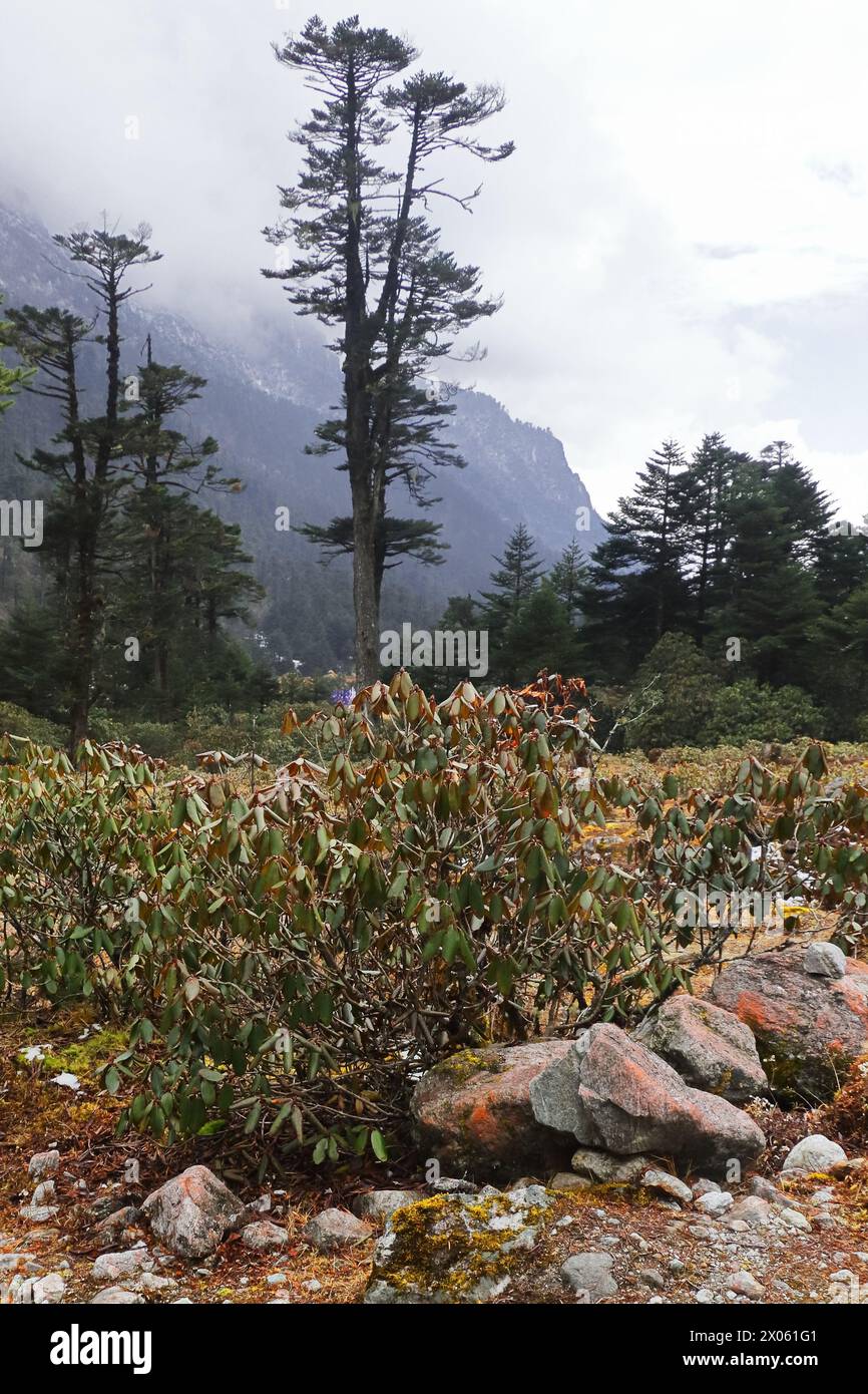 Die Wildnis des nördlichen sikkim, der wunderschöne Alpenwald und die umliegenden bewölkten himalaya-Berge in der Nähe des Yumthang-Tals im Norden von sikkim in indien Stockfoto