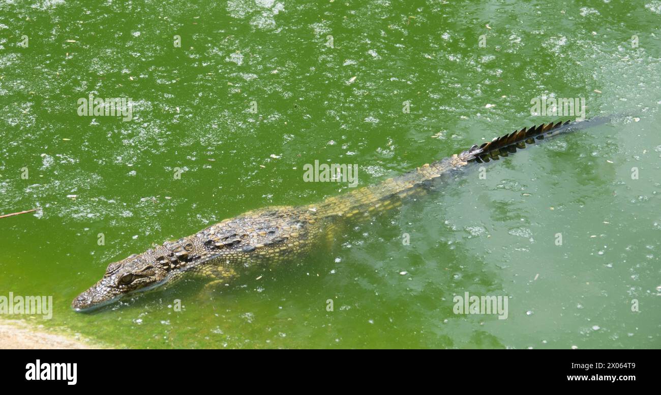 Krokodil in Gefangenschaft. Krokodilleder aus Bauernhof. Lederindustrie. Krokodilfarm Otjiwarongo. Namibia, Afrika. Nahaufnahme Stockfoto