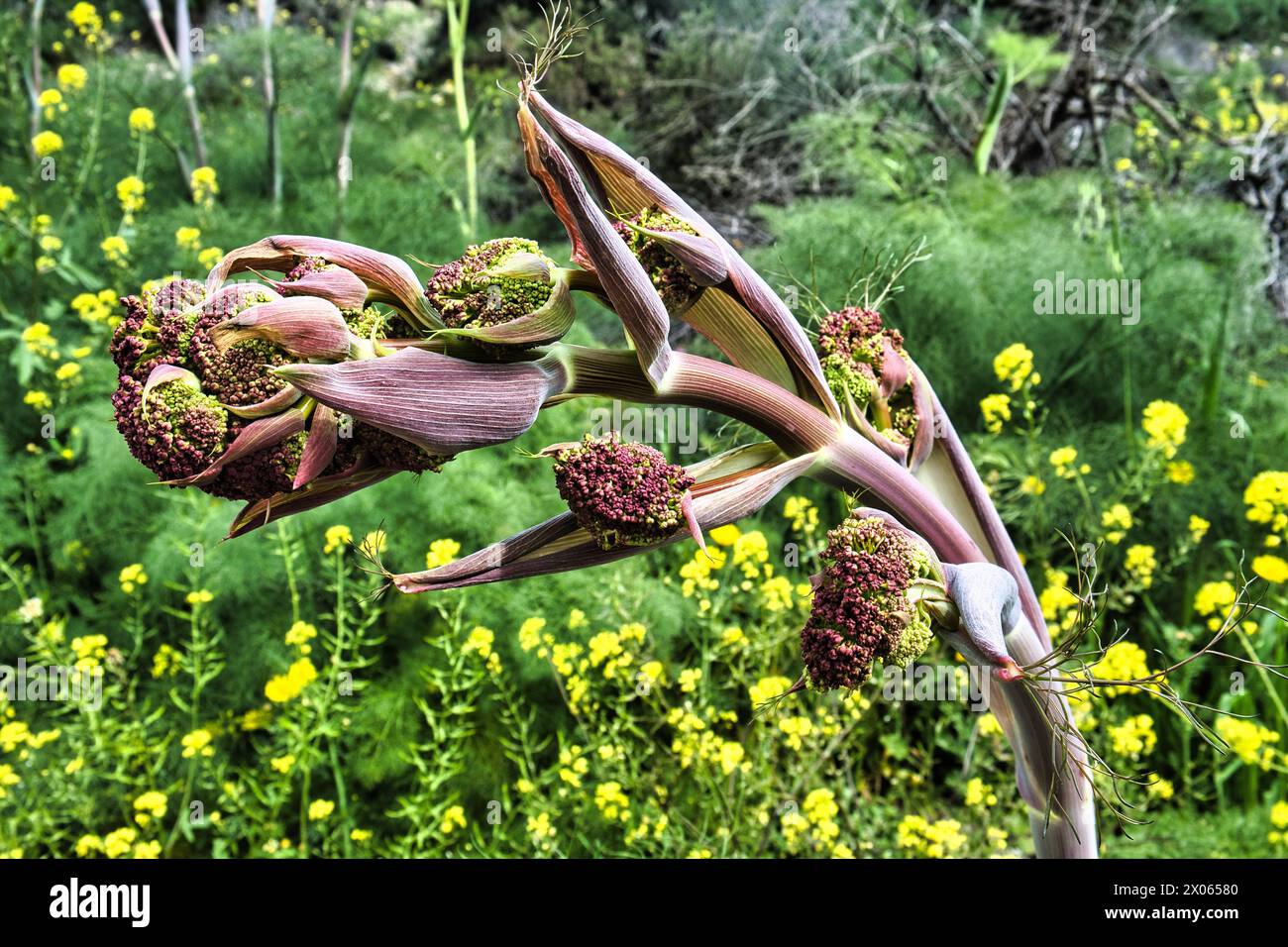 Nahaufnahme von Knospen, Sepalen und Gefäßen von Ferula communis, Riesenfenchel, der in Mittelmeerländern verbreitet ist. Gelbe Frühlingsblumen im Hintergrund Stockfoto