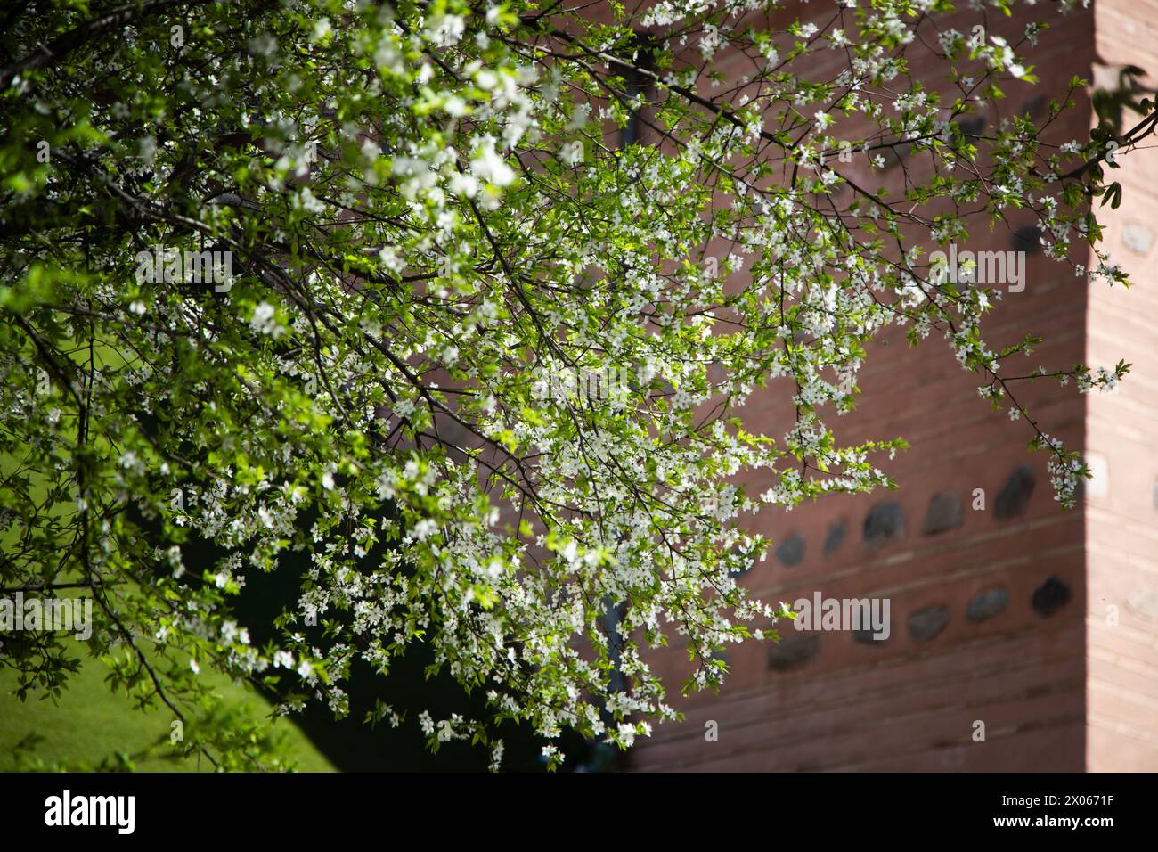 KIEW, UKRAINE - 08. APRIL 2024 - Ein Kirschbaum in Blüte, Kiew, Hauptstadt der Ukraine. Stockfoto