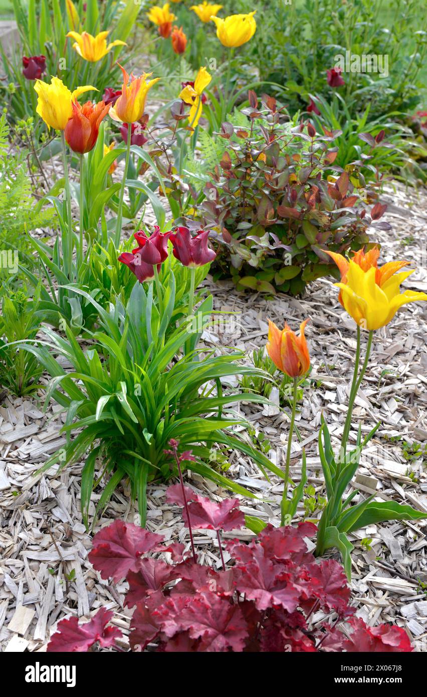 Schöne lila Tulpen blühen in einem Blumenbeet in einem Frühlingsgarten mit Holzspänen auf dem Boden Stockfoto