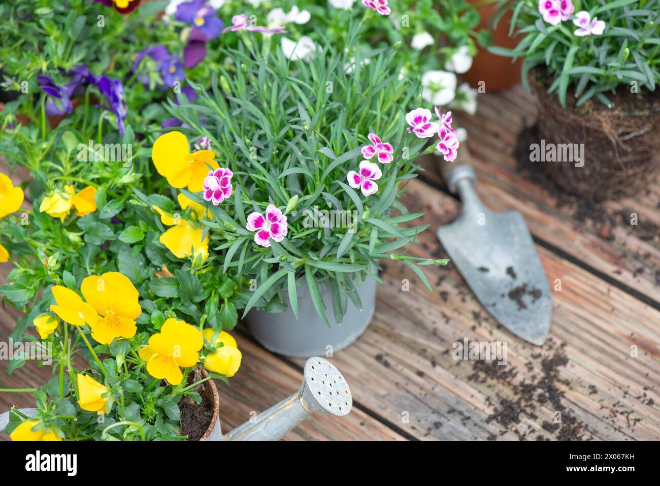 Nelkenblumen im Blumentopf und bunte Bratsche mit Schaufel und Schmutz auf einem Holztisch Stockfoto