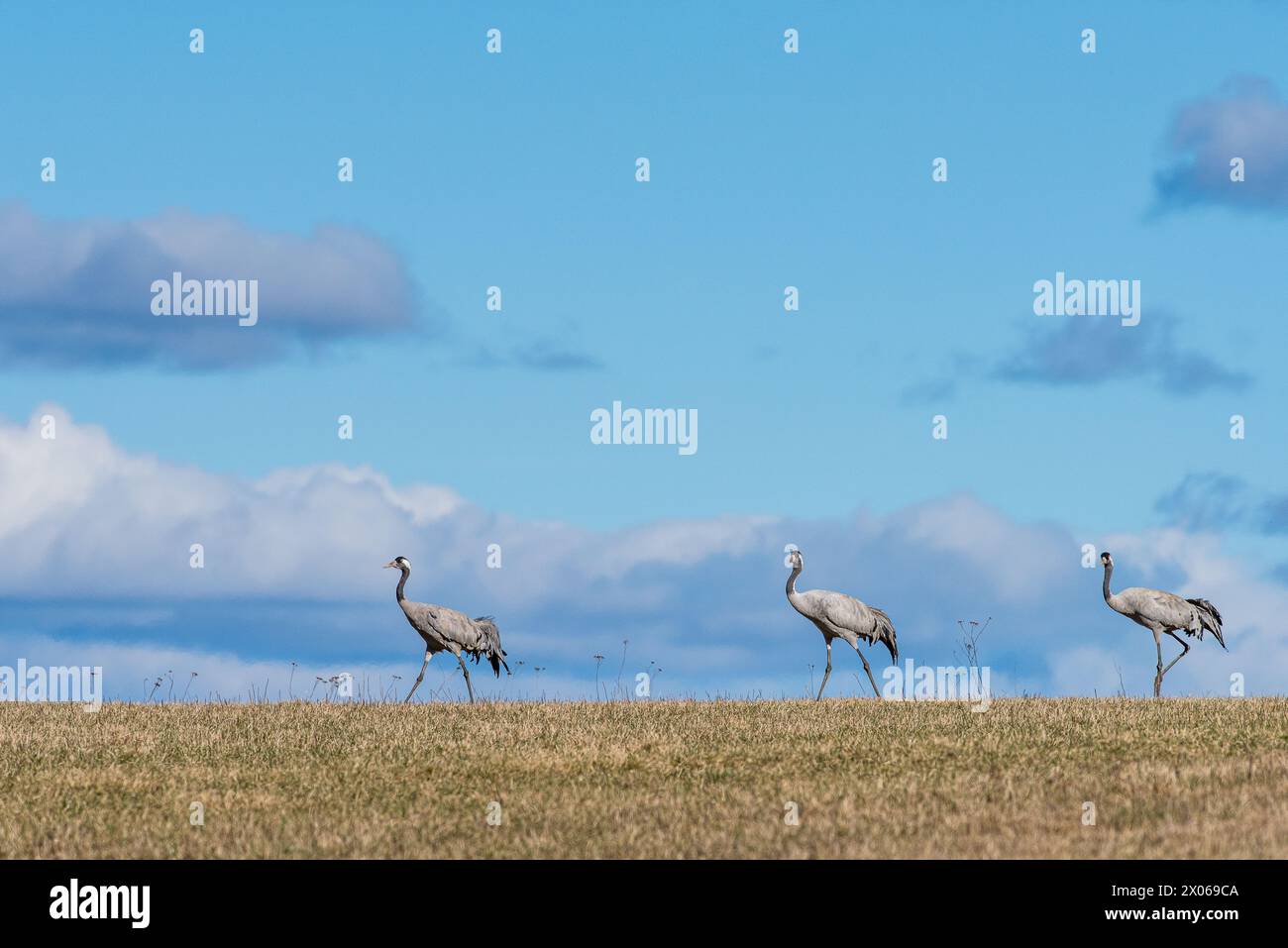 Wanderung von Common Cranes am Hornborga-See im Frühling in Schweden. Der See zieht täglich rund 20,000 Kräne an, während er Ende März bis Anfang AP seinen Höhepunkt erreicht hat Stockfoto