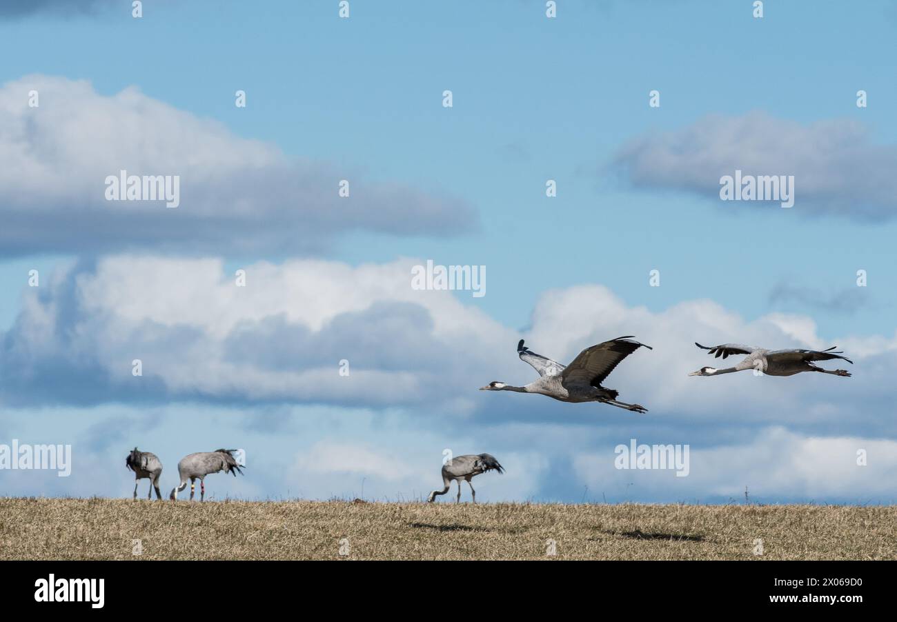 Wanderung von Common Cranes am Hornborga-See im Frühling in Schweden. Der See zieht täglich rund 20,000 Kräne an, während er Ende März bis Anfang AP seinen Höhepunkt erreicht hat Stockfoto