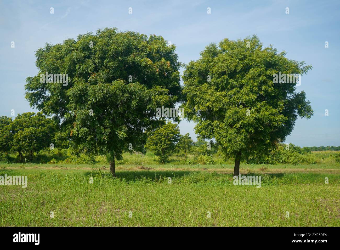 Eine Gruppe von Bäumen auf einem Feld unter einem Himmel mit Wolken. Die Landschaft verfügt über eine Wiese mit üppig grünem Gras und Bäumen Stockfoto
