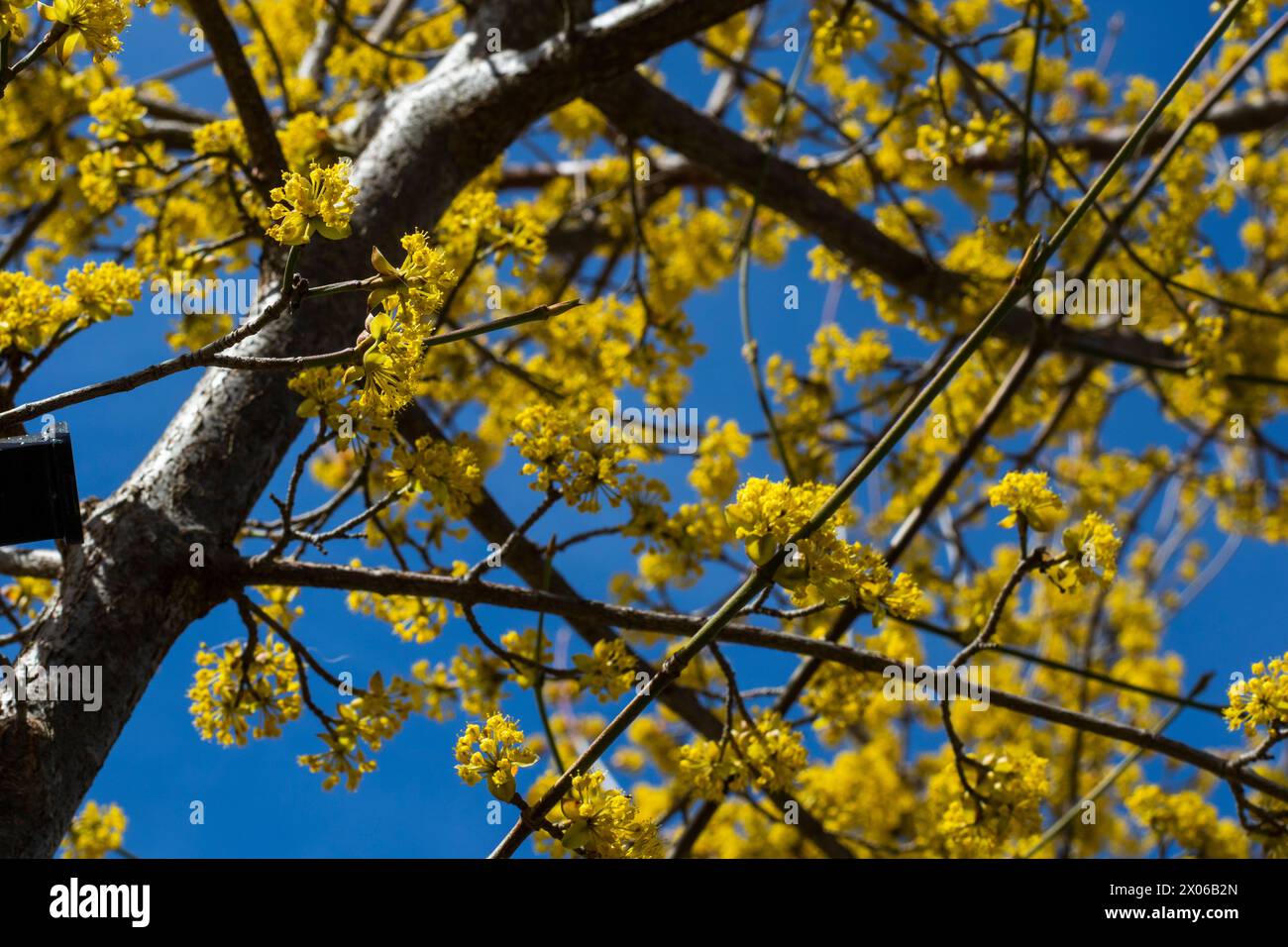 Cornus officinalis blüht im Frühjahr Stockfoto