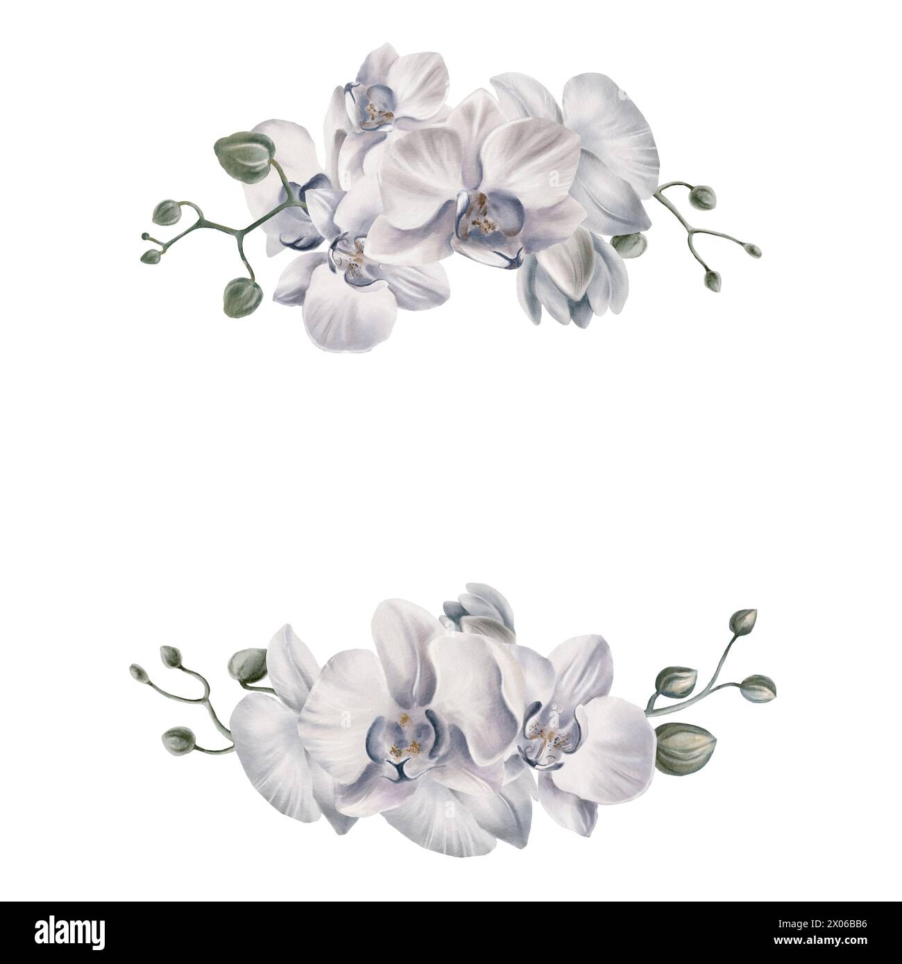 Weiße Orchideenblüten in halbrunder Rahmenkomposition zur Dekoration Ihrer druckbaren Motive. Tropische Pflanzen. Aquarellabbildung. Für Stockfoto