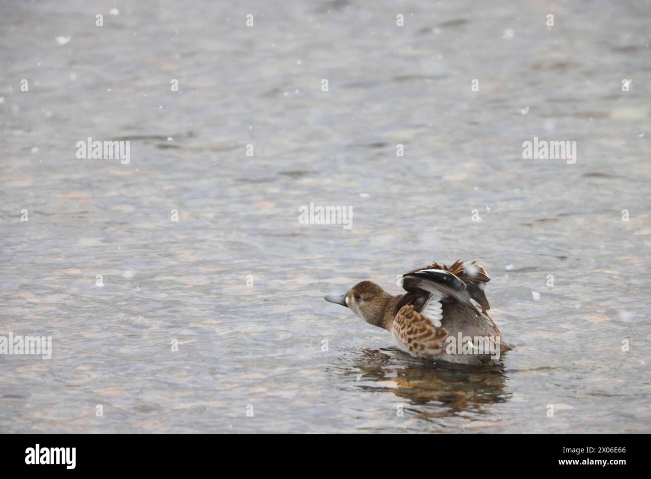 Baikal Teal (Sibirionetta formosa), auch Bimakulat-Ente oder Squawk-Ente genannt, ist eine Dabbling-Ente. Dieses Foto wurde in Japan aufgenommen. Stockfoto