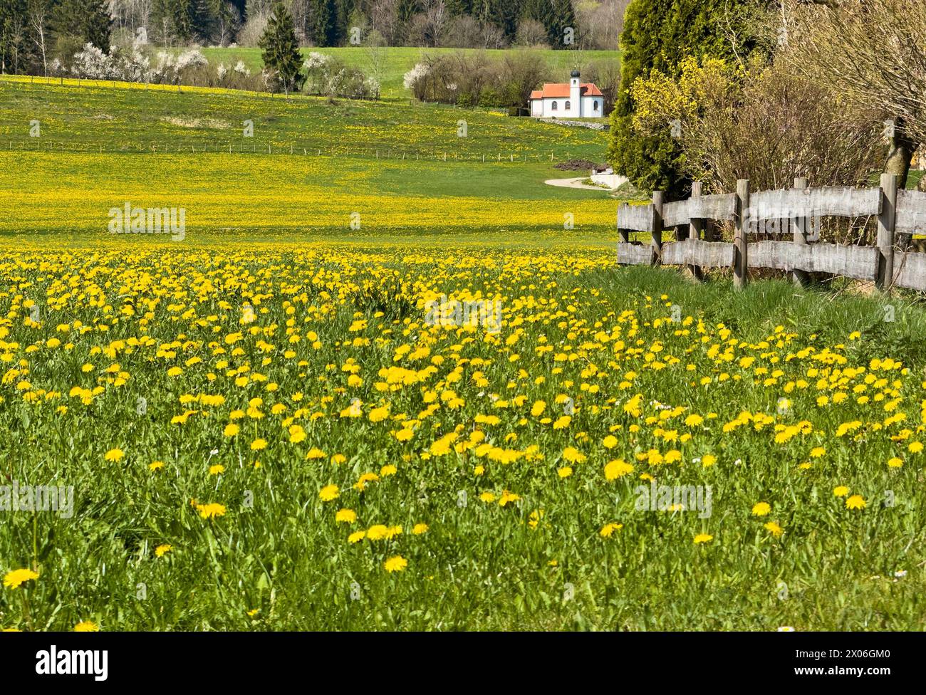 Landschaftsfoto mit der Kirche Magnus Kapelle und einer Löwenzahnwiese am 5. April 2024 in Hiemenhofen, Bayern. © Peter Schatz / Alamy Stock Photos Stockfoto