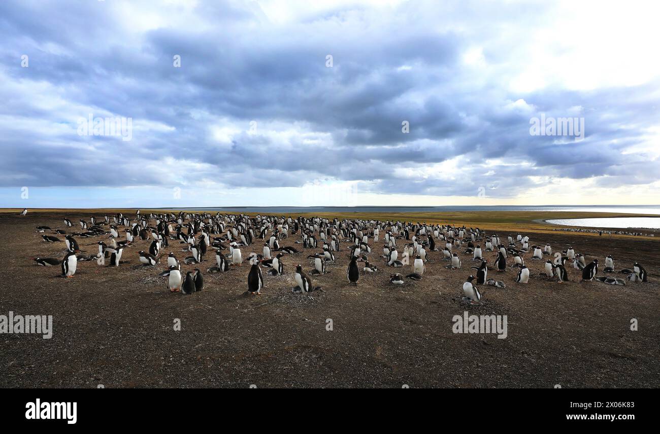 gentoo-Pinguin (Pygoscelis papua), Rasse in Kolonien, Argentinien, Falklandinseln, Bleaker Island, Las Malvinas Stockfoto