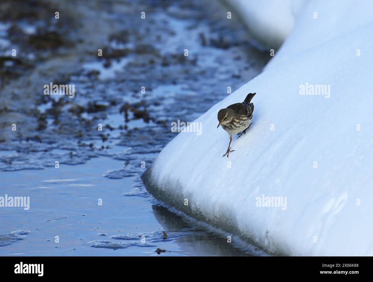 Wasserpipit (Anthus spinoletta), eine Wasserpipit im Schnee, Niederlande, Noord-Brabant Stockfoto