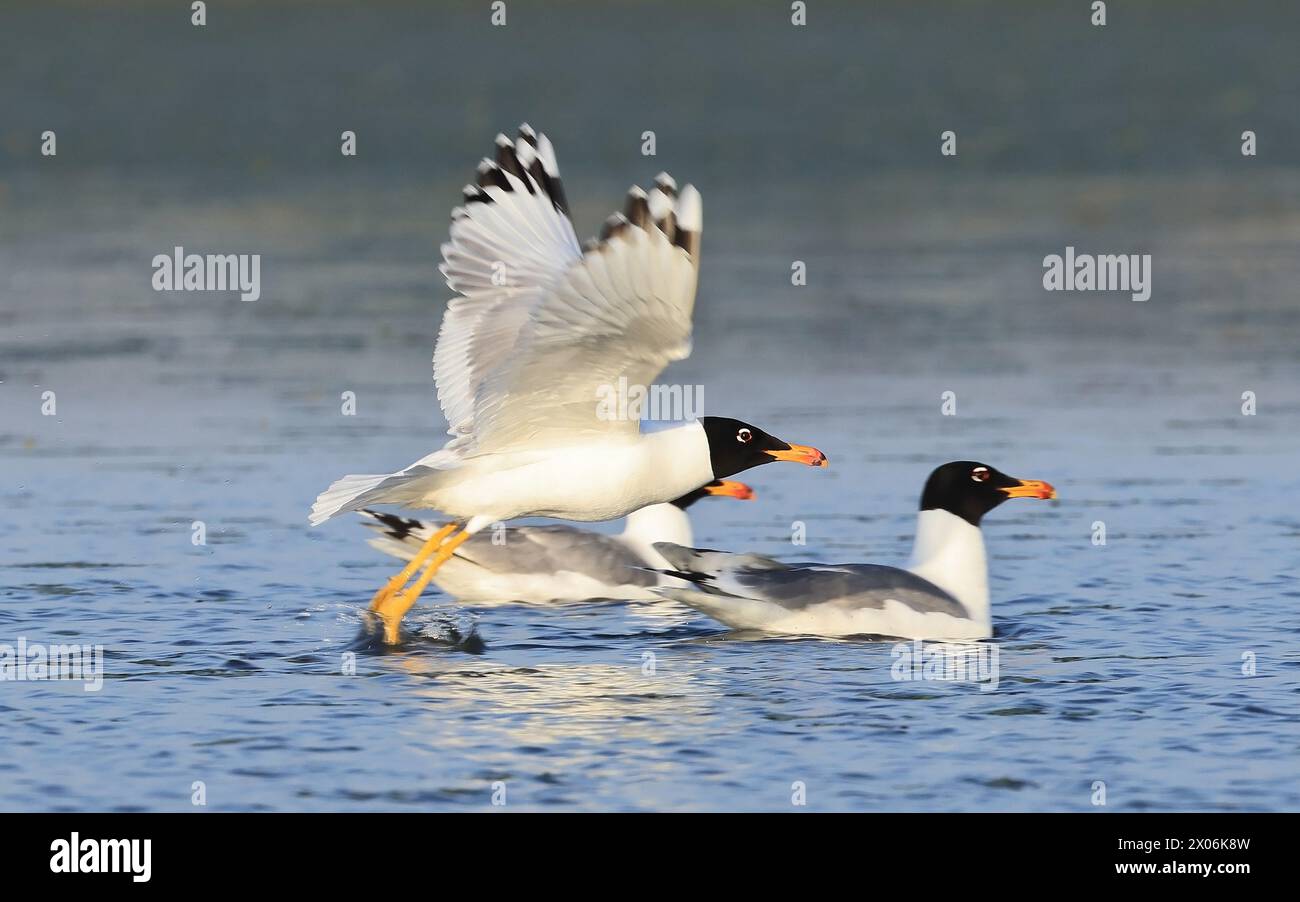 Schwarzkopfmöwe, Pallas-Möwe (Larus ichthyaetus, Ichthyaetus ichthyaetus), Gruppe im Donaudelta, Rumänien, Donaudelta Stockfoto