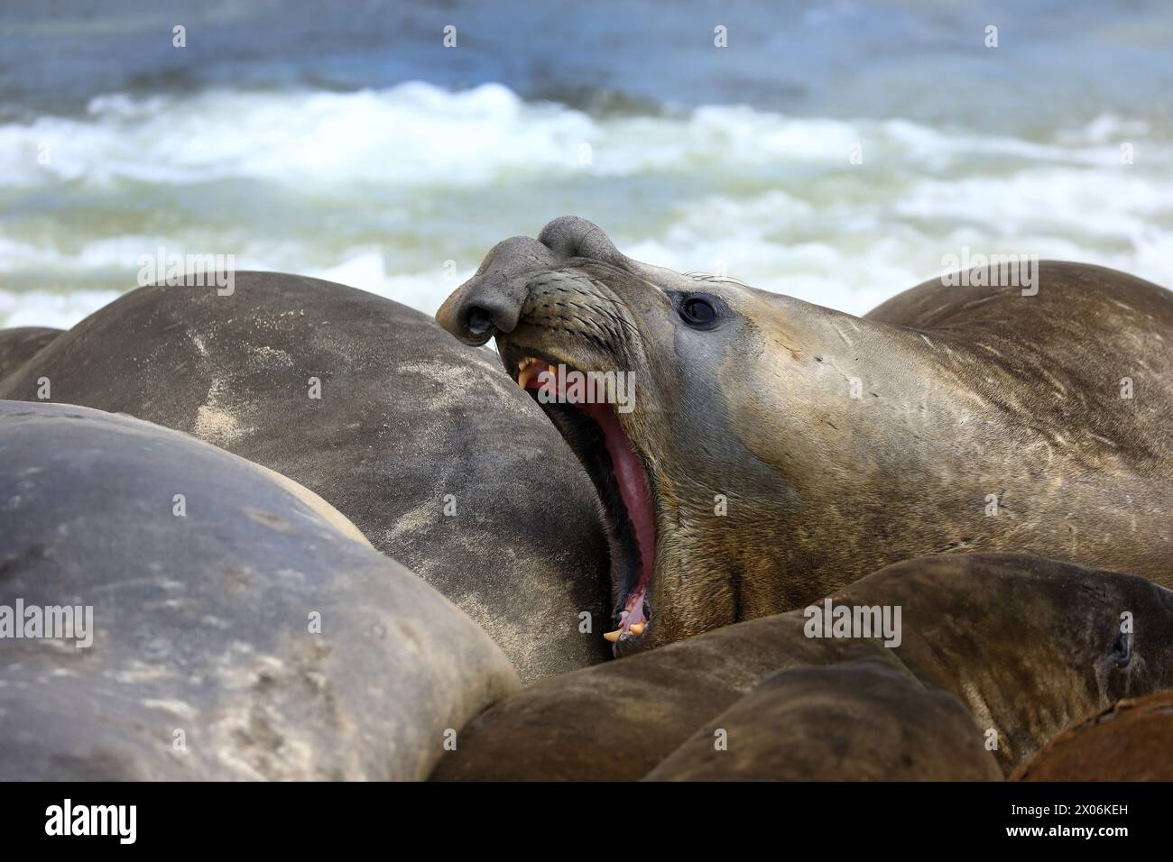 Südliche Elefantenrobbe (Mirounga leonina), umstrittene Elefantenrobbe am Strand, Argentinien, Falklandinseln, Kadaver Island Stockfoto