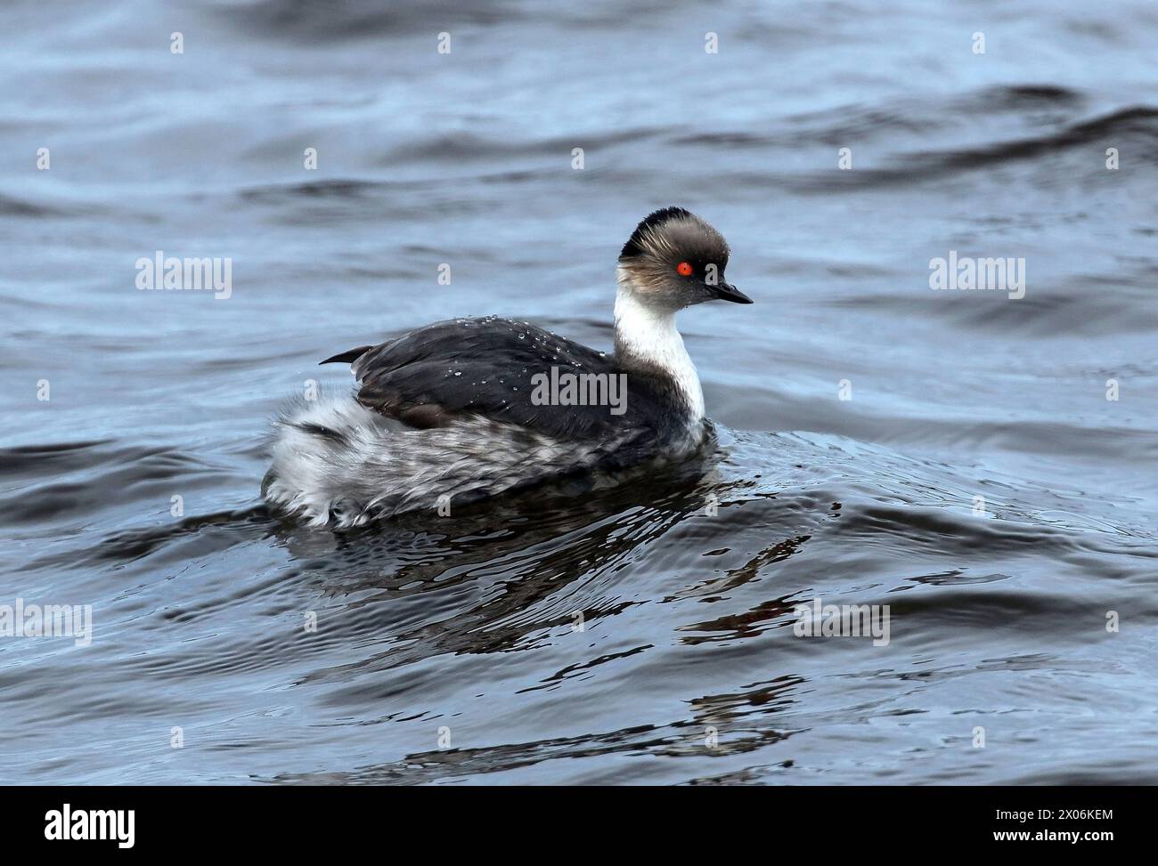 Silbergrebe (Podiceps occipitalis), auf dem Wasser, Argentinien, Falklandinseln, Bleaker Island Stockfoto